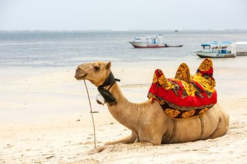 Explorando o Encanto de Dubai e Egito: Uma Aventura de Ano Novo