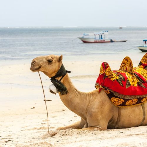 Explorando o Encanto de Dubai e Egito: Uma Aventura de Ano Novo