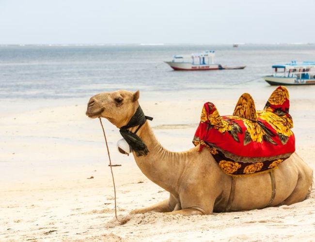 Explorando o Encanto de Dubai e Egito: Uma Aventura de Ano Novo